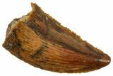 Serrated Raptor Tooth - Real Dinosaur Tooth #357945-1